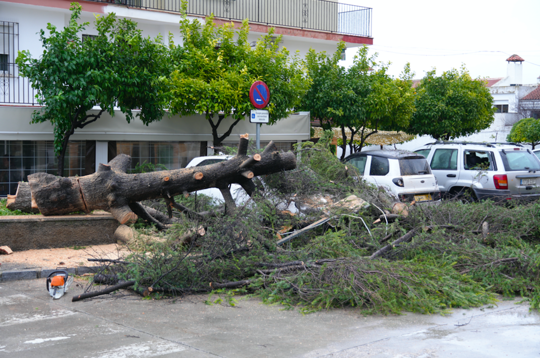 Árbol abatido por el viento en la avenida de Santa Teresa