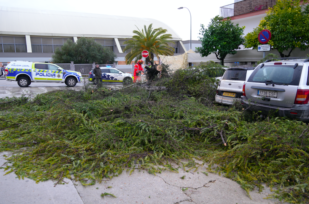 Árbol abatido por el viento en la avenida de Santa Teresa