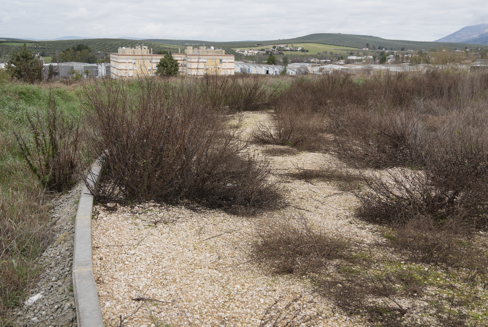 El trazado creado en 2023 es prácticamente irreconocible entre la vegetación que ha crecido en las calles del circuito