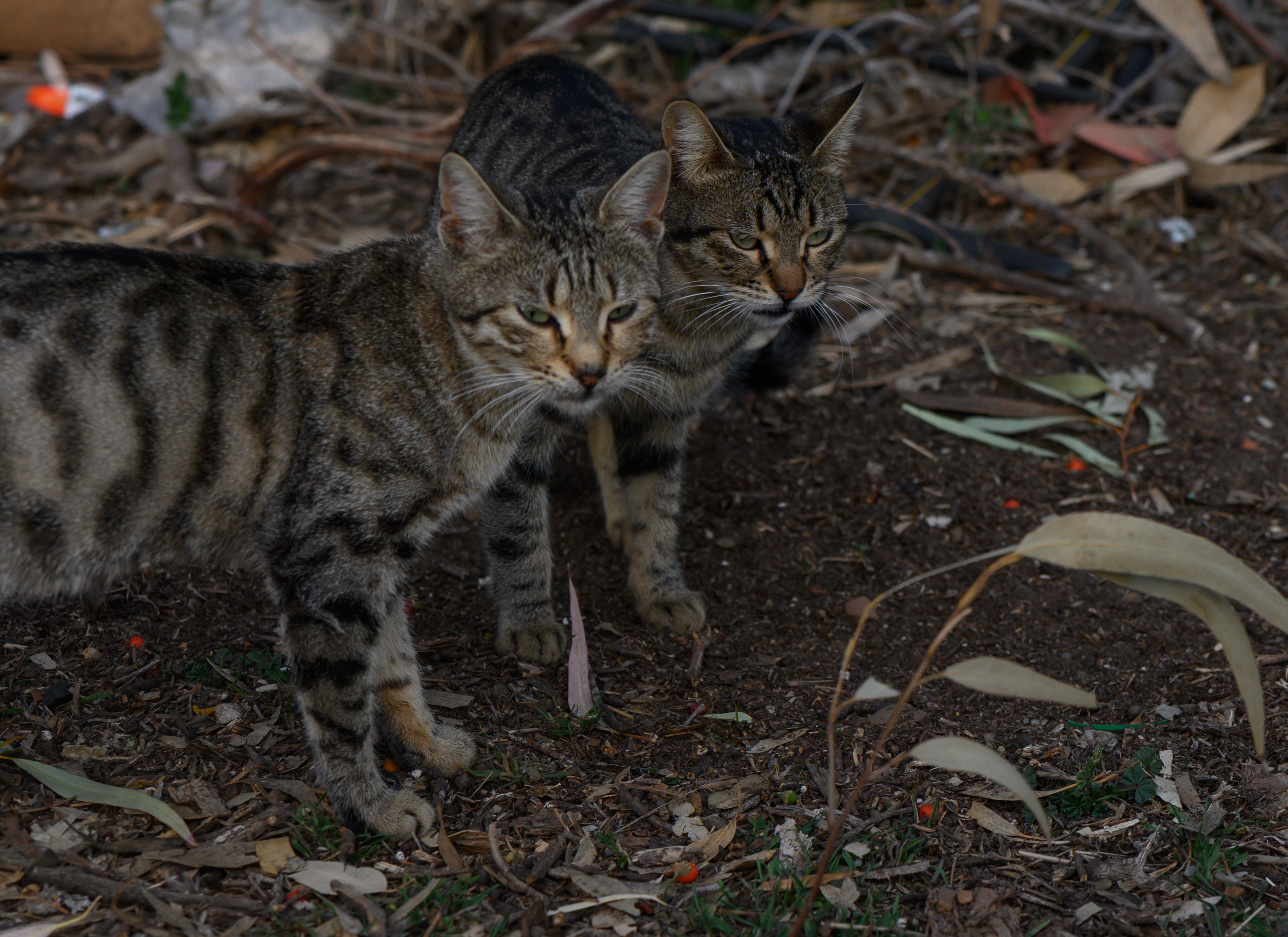 En Lucena existen en la actualidad unas 60 colonias de gatos ferales, que son atendidas por colectivos animalistas y voluntarios