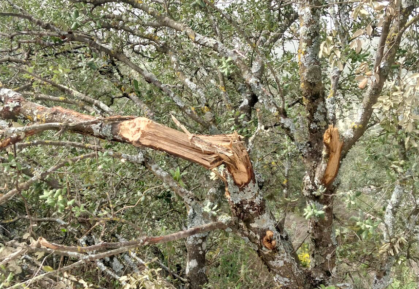 Daños en las encinas en el entorno de la carretera