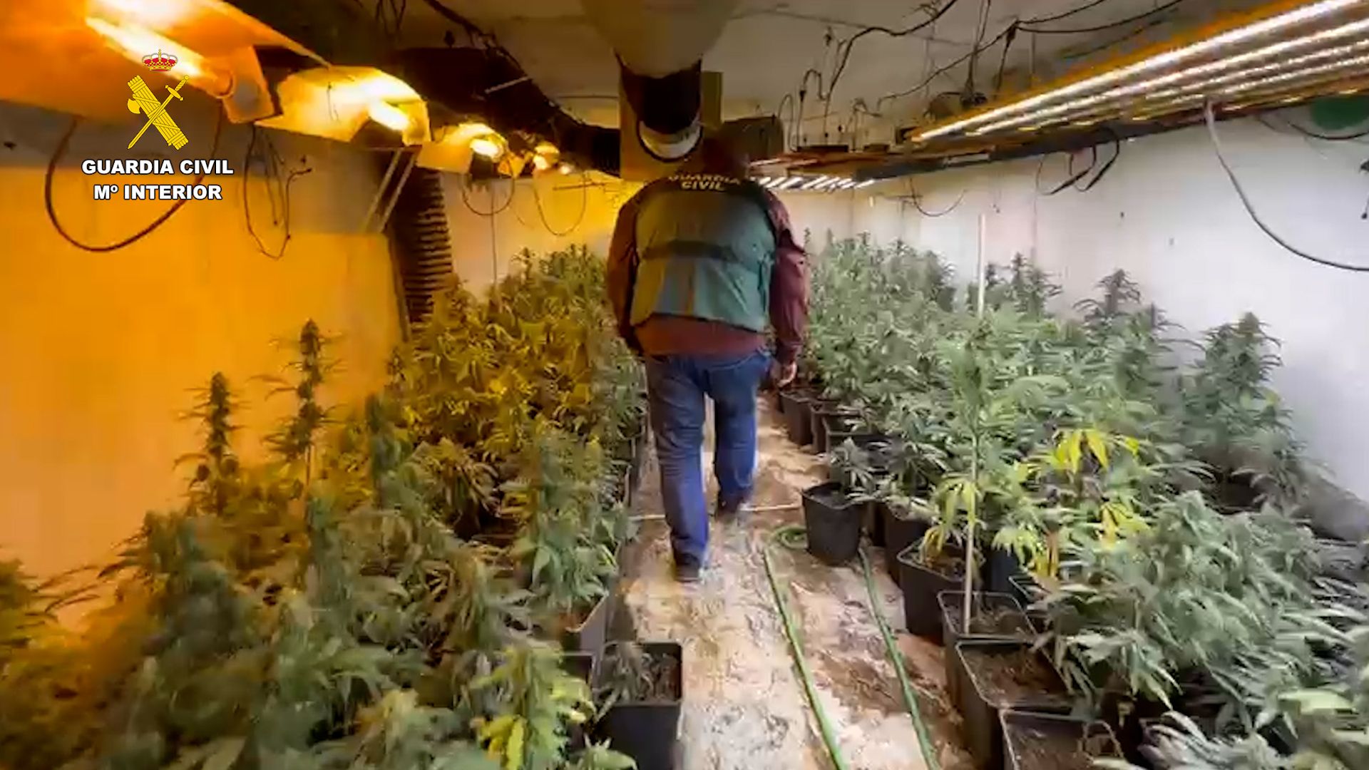 Una imagen del interior de las instalaciones desmanteladas con numerosas plantas de marihuana en fase de crecimiento