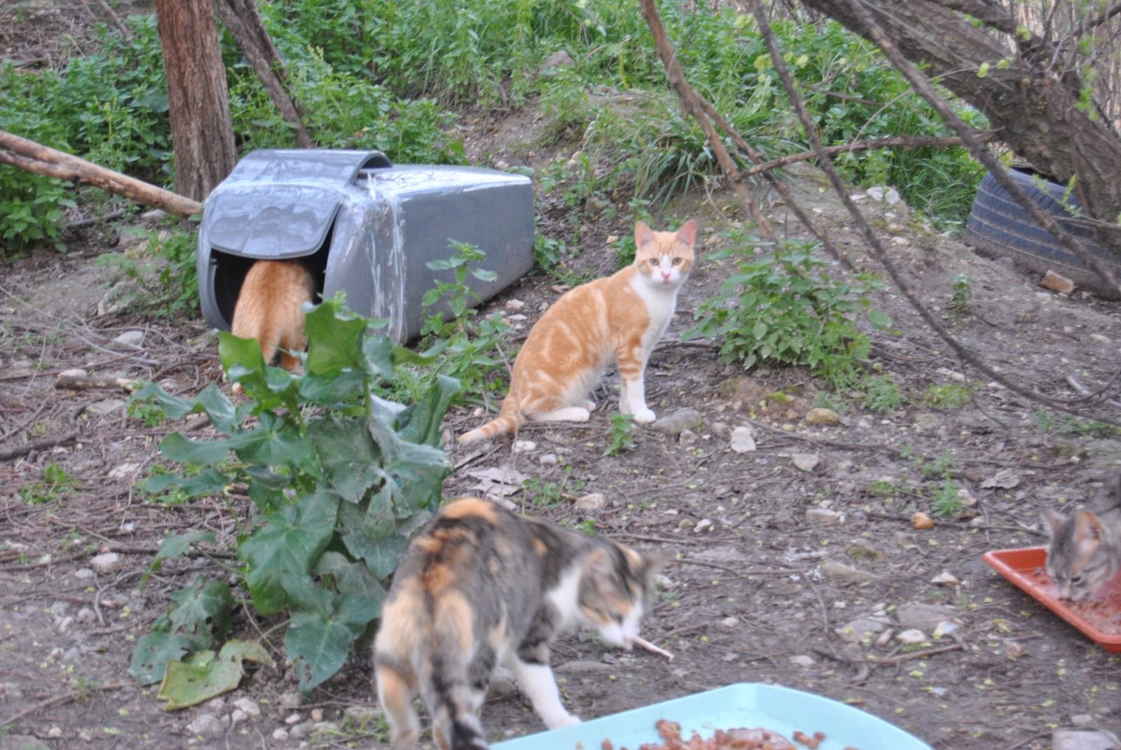 Varios gatos en la colonia felina de la basílica de Coracho. Foto: CER Lucena