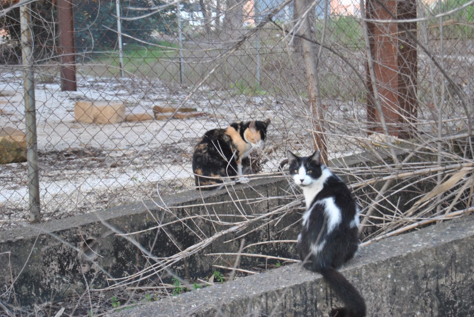 Dos gatos en la colonia felina de la basílica de Coracho