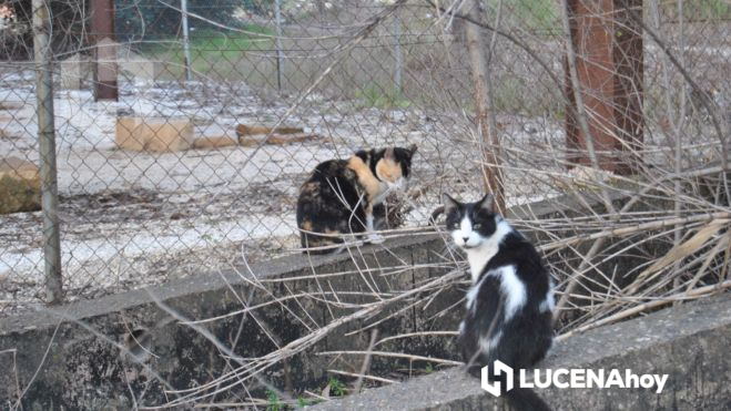 Dos gatos en la colonia felina de la basílica de Coracho