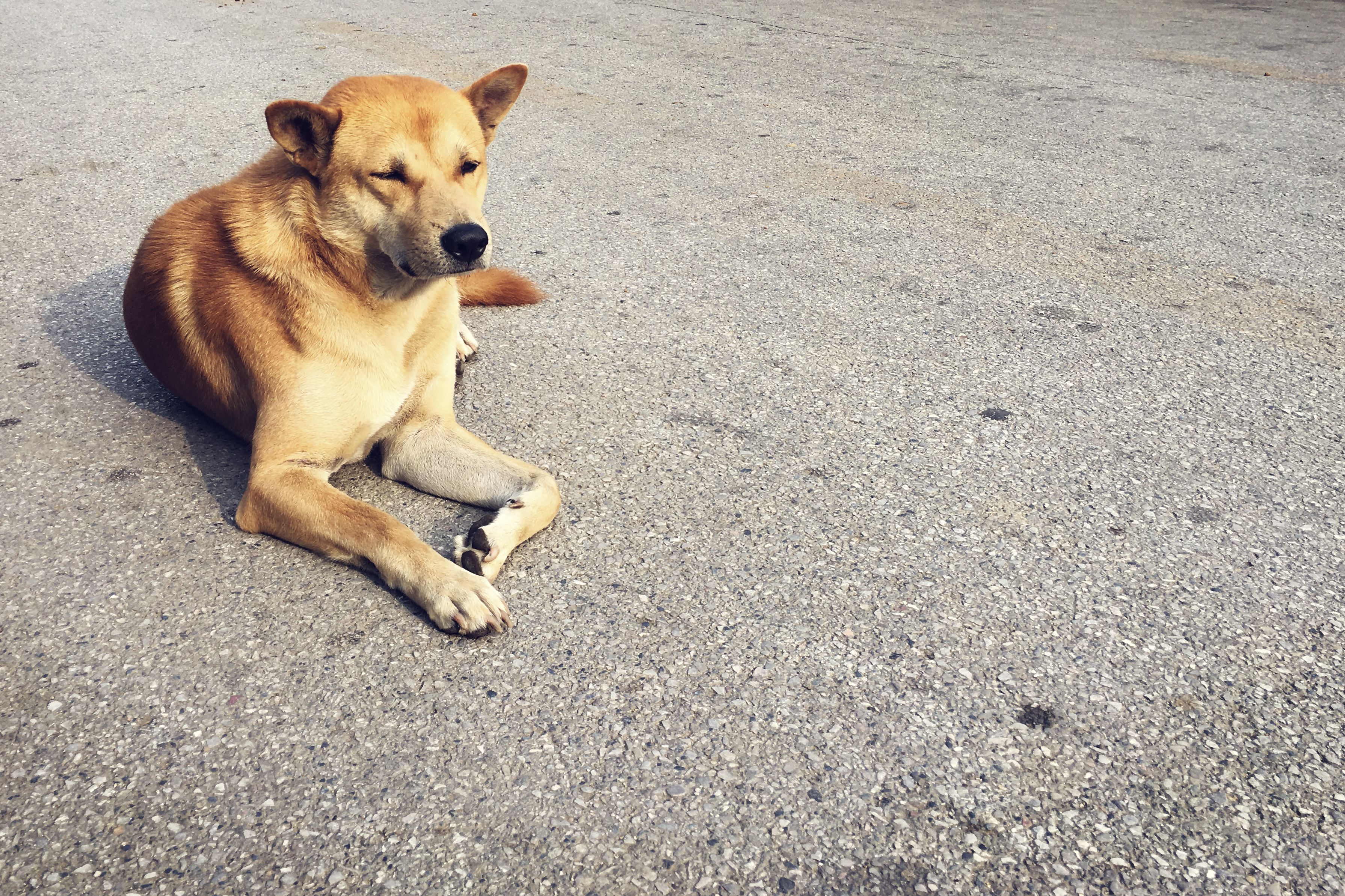 Perro vagabundo. Foto. Magnific