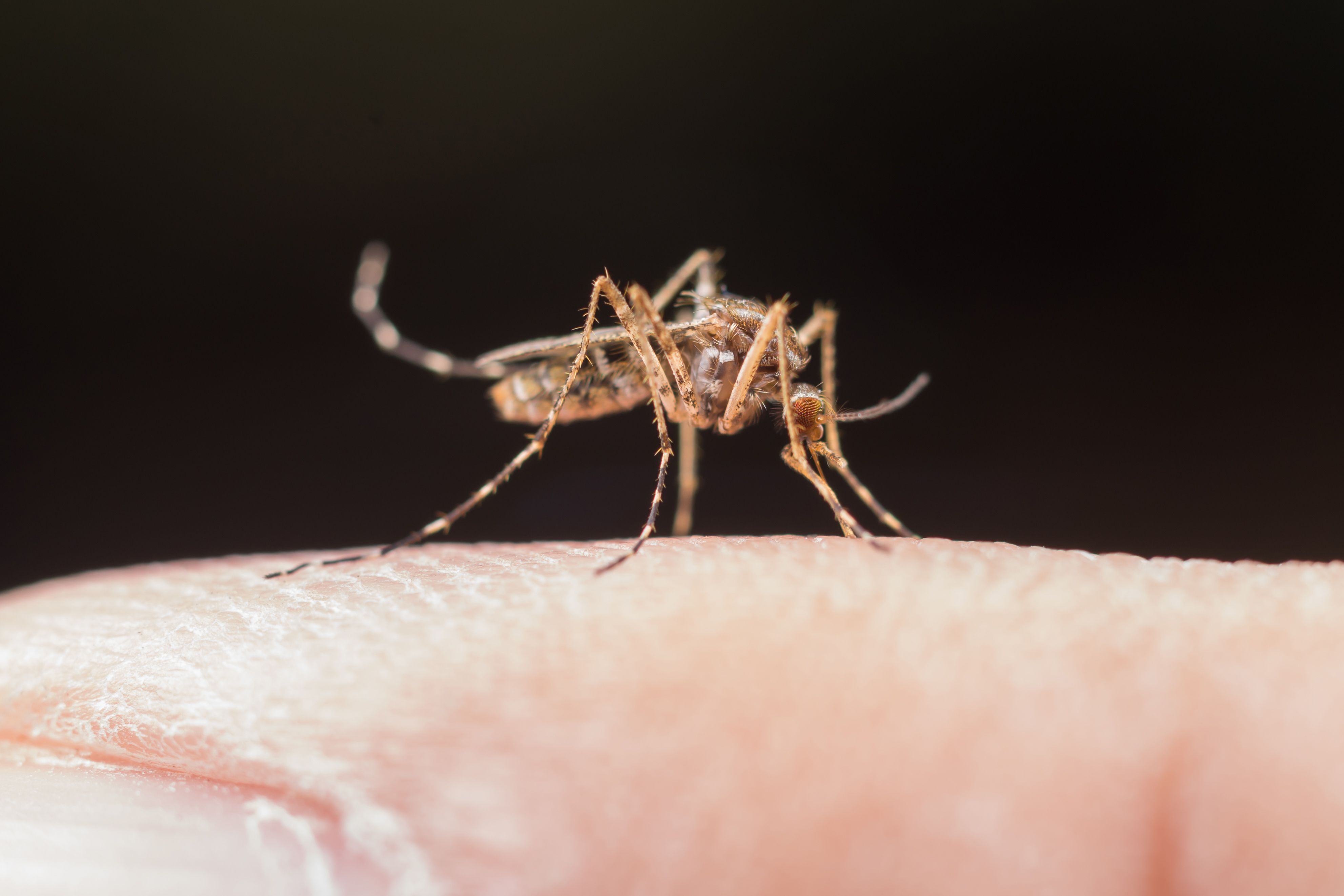 Es necesario establecer nuevas medidas de control y protección de los mosquitos. Foto: Magnific