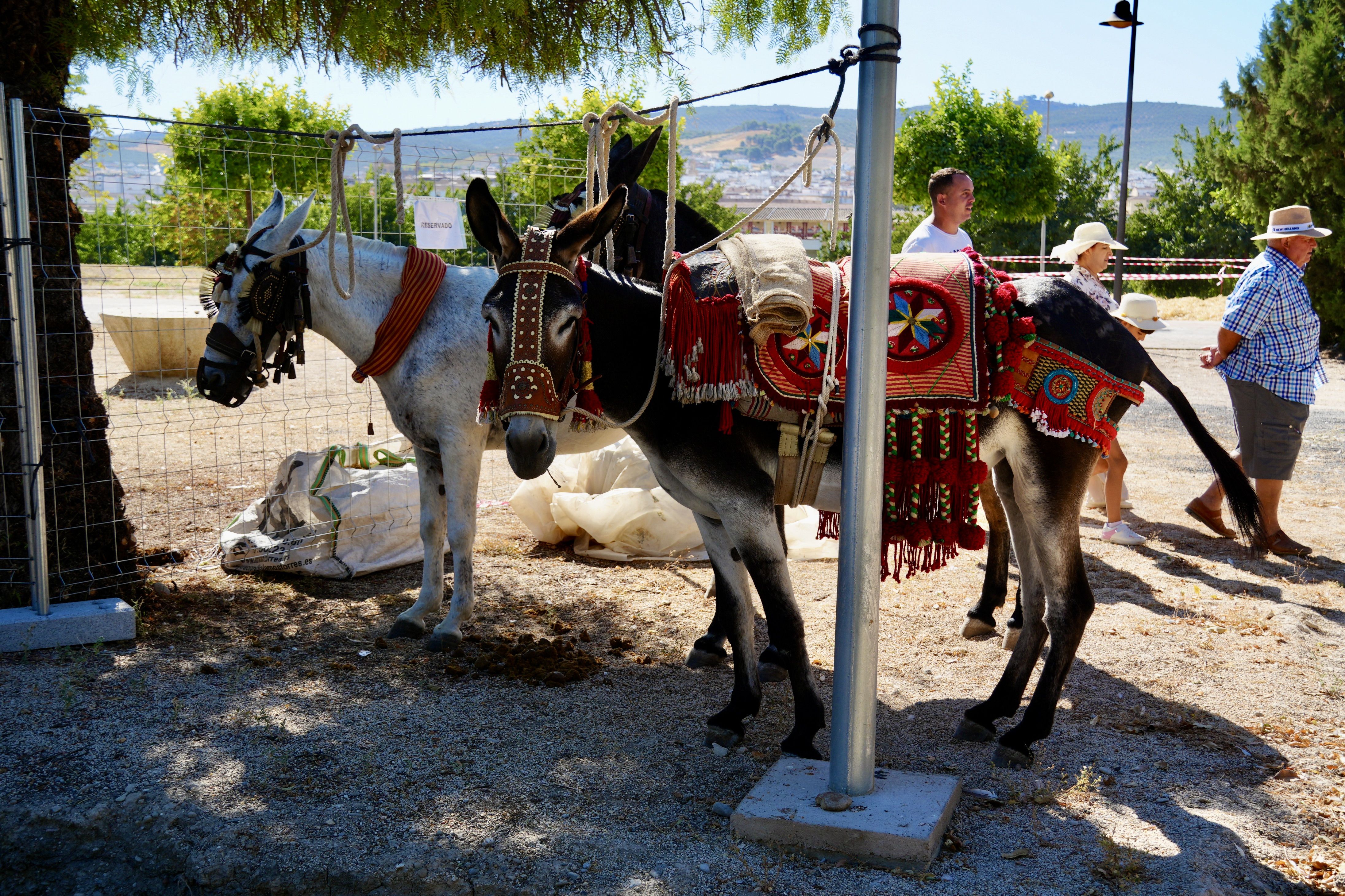 Feria de Ganados 2026 en Lucena