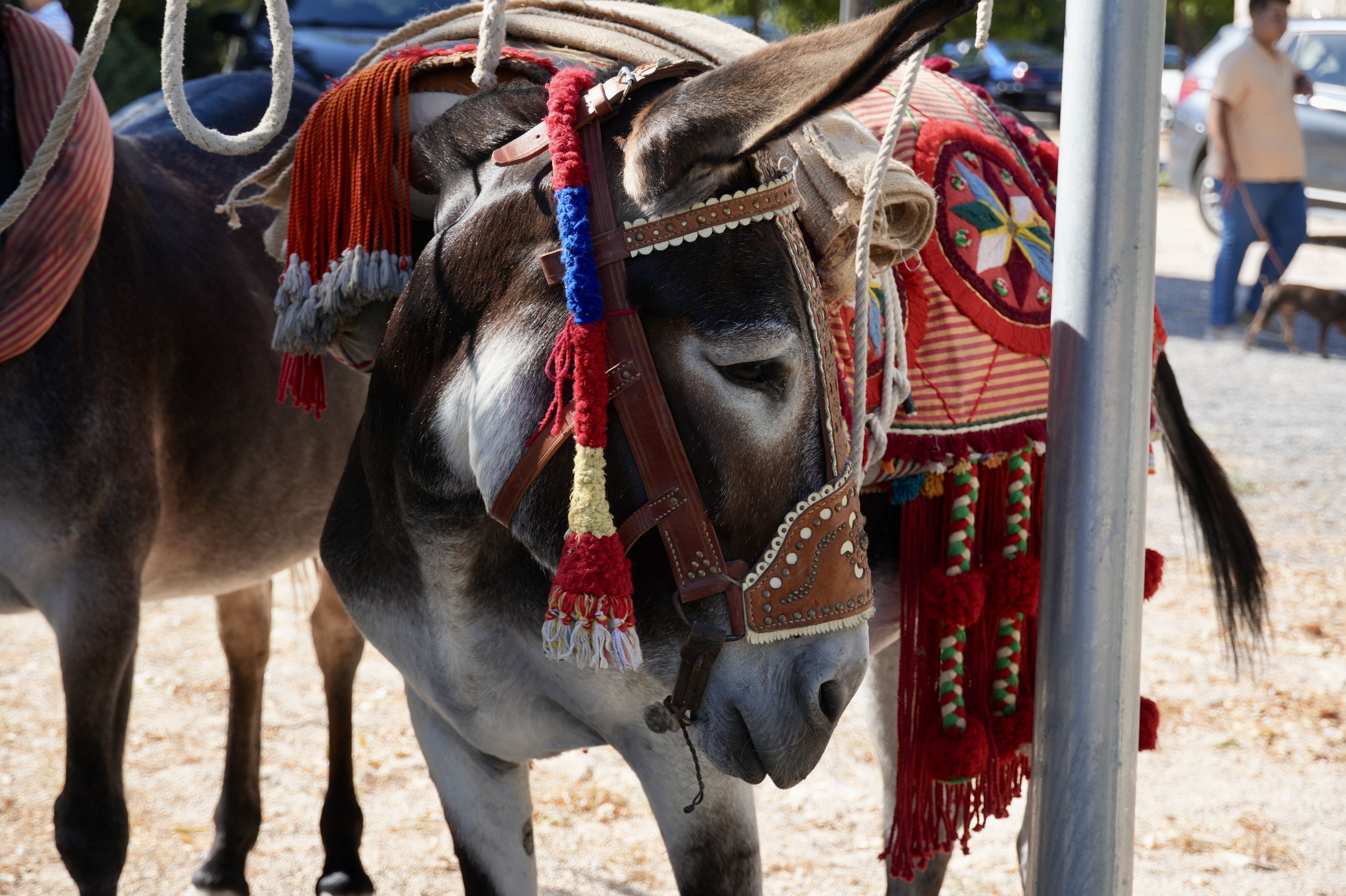 Feria de Ganados 2026 en Lucena