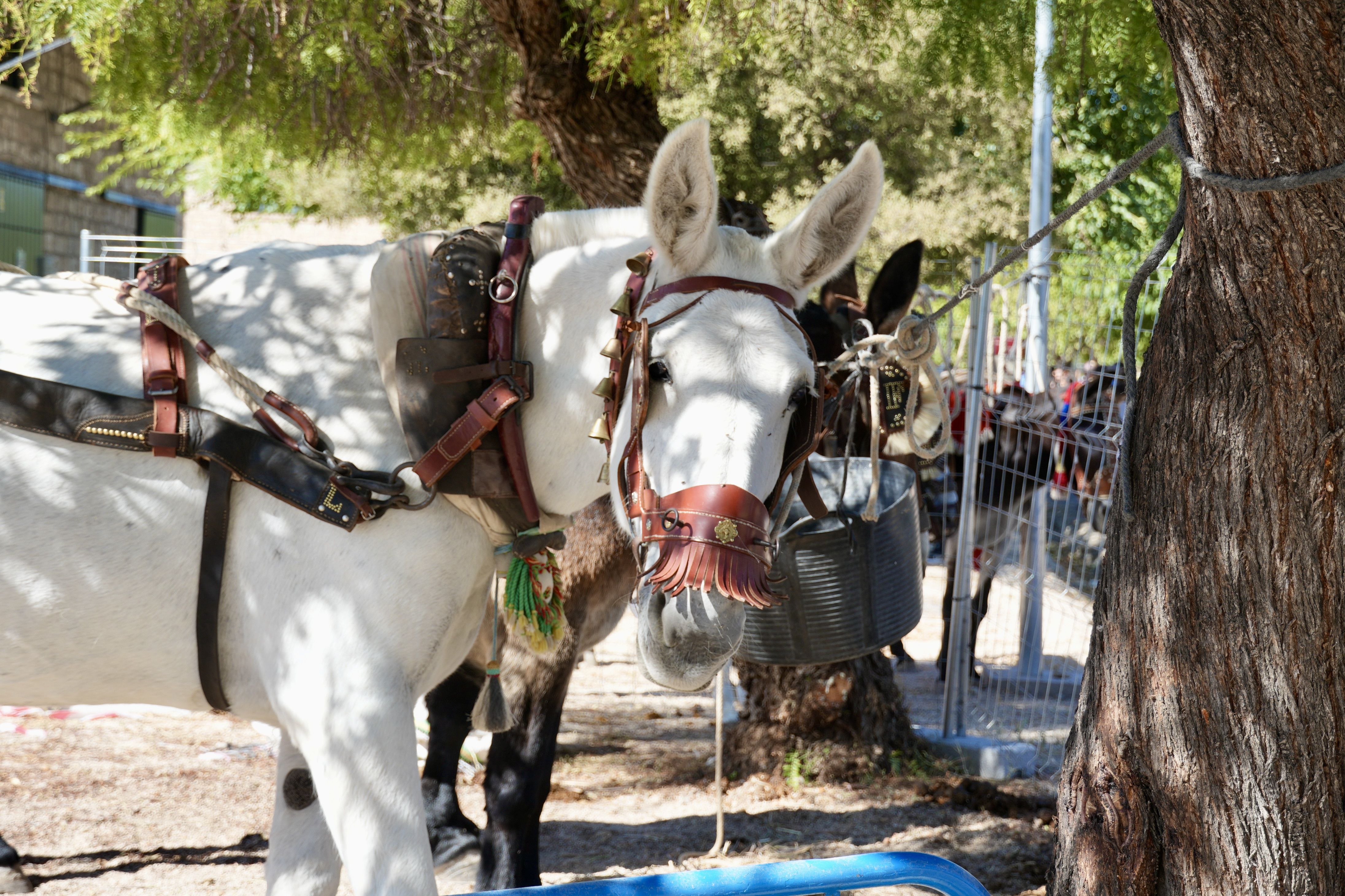 Feria de Ganados 2026 en Lucena