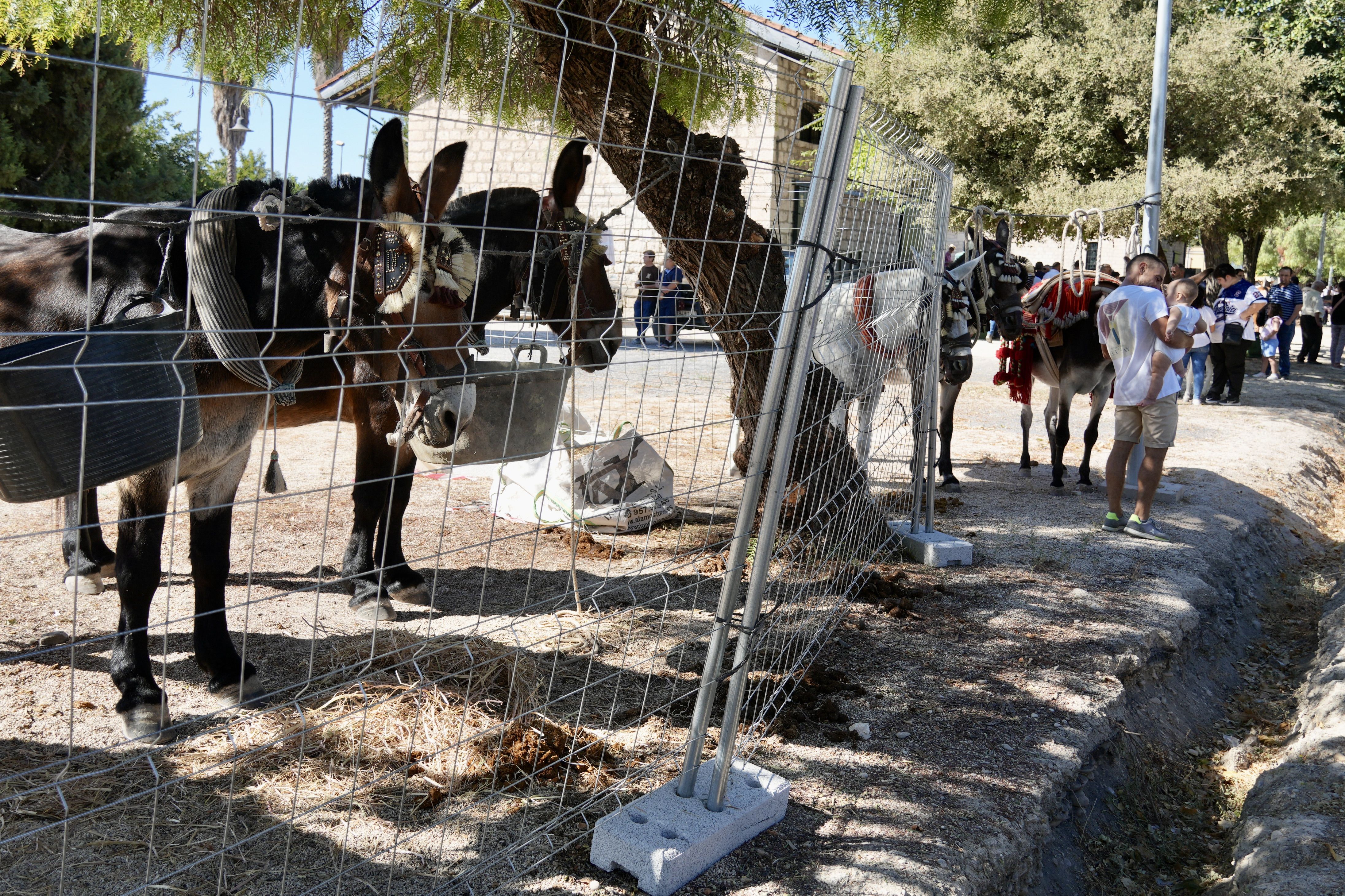 Feria de Ganados 2026 en Lucena