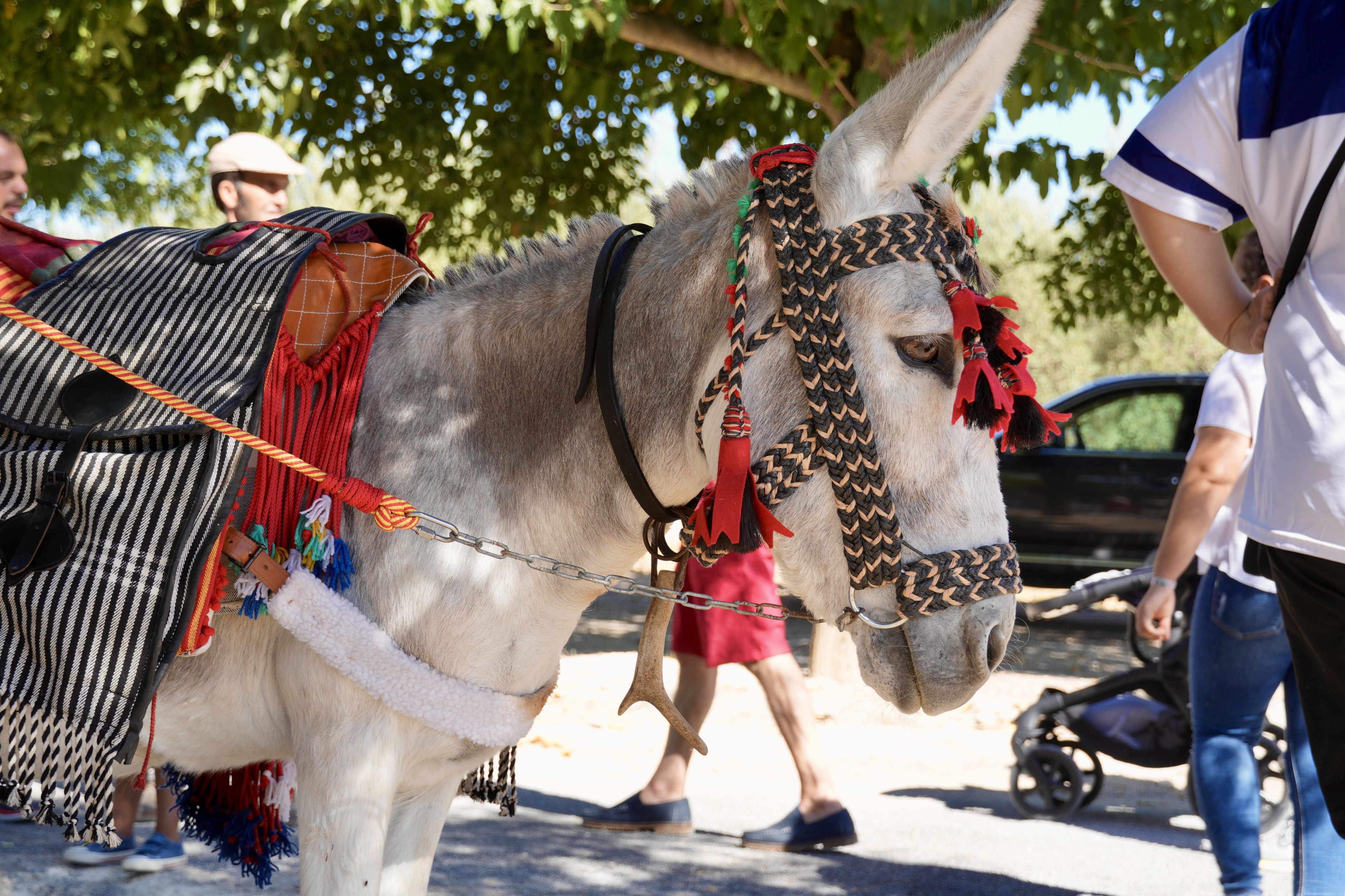 Feria de Ganados 2026 en Lucena