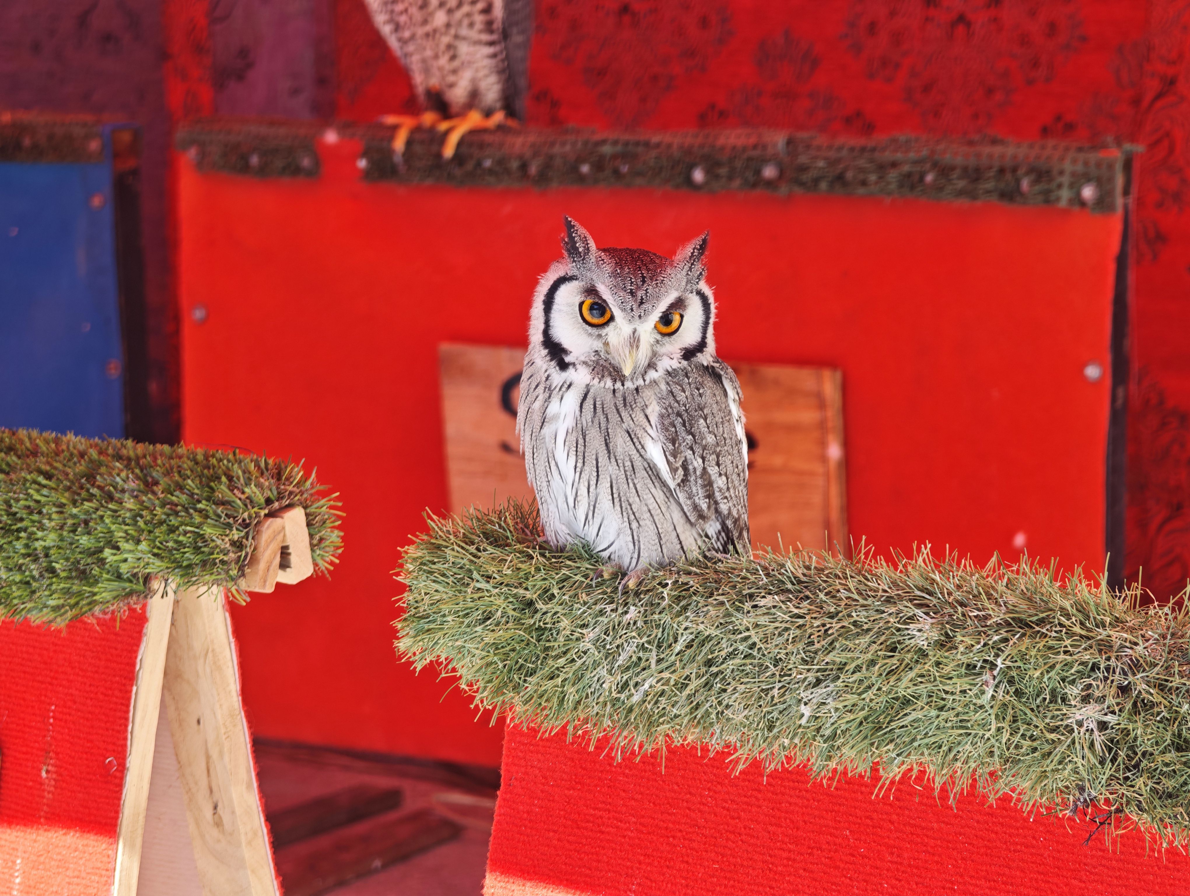 Inauguración Mercado Medieval