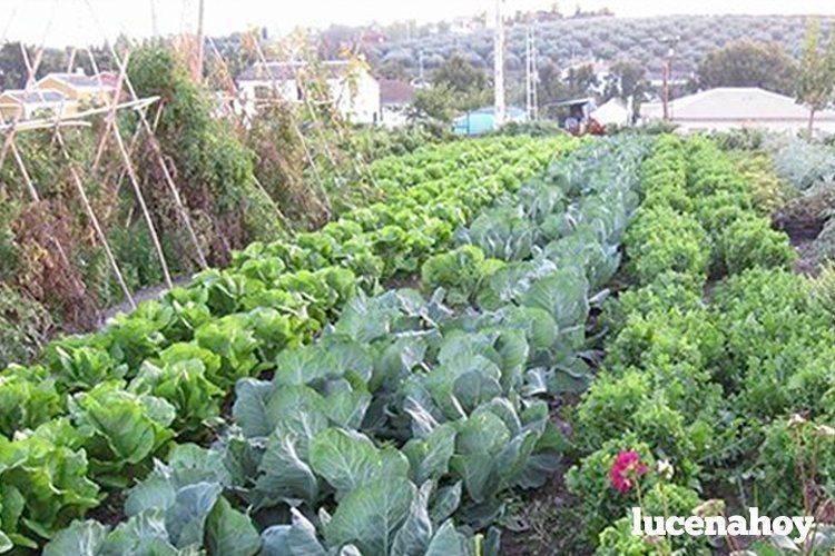 plantillalucenahoyvnuevaPLANTILLACAMPO plantillalucenahoyvnuevaPLANTILLACAMPO