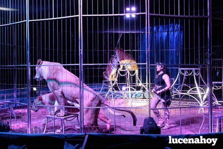  Imagen del circo Coliseo, que pasó por Lucena y Córdoba hace pocas semanas, contando con tigres y elefantes entre sus atracciones 