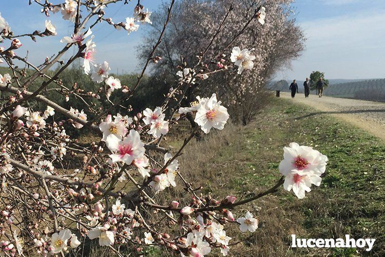  Almendros en flor junto a la Vía Verde, cerca de Las Navas 