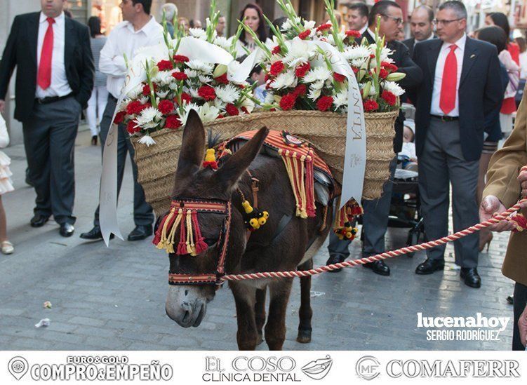 Galería: Ofrenda de flores: Una ingente manifestación de devoción aracelitana (I). Reportaje gráfico de Sergio Rodriguez