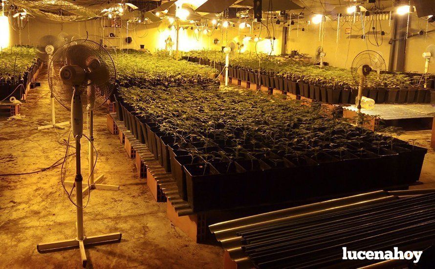  Una imagen de la plantación de marihuana encontrada en el parque empresarial Príncipe Felipe 