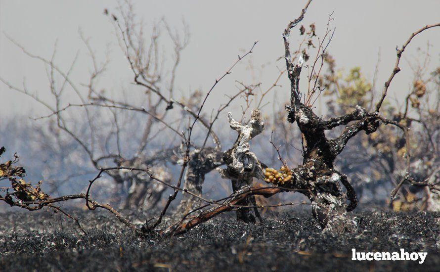 Galería: Un incendio quema unas tres hectáreas de viñedo y pastos en la zona de Los Poleares