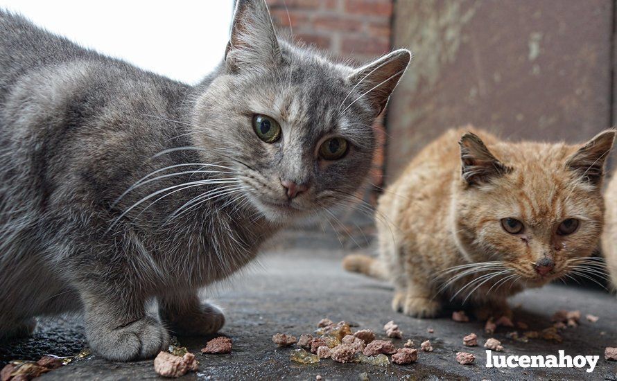  Gatos comiendo en la calle. Archivo 