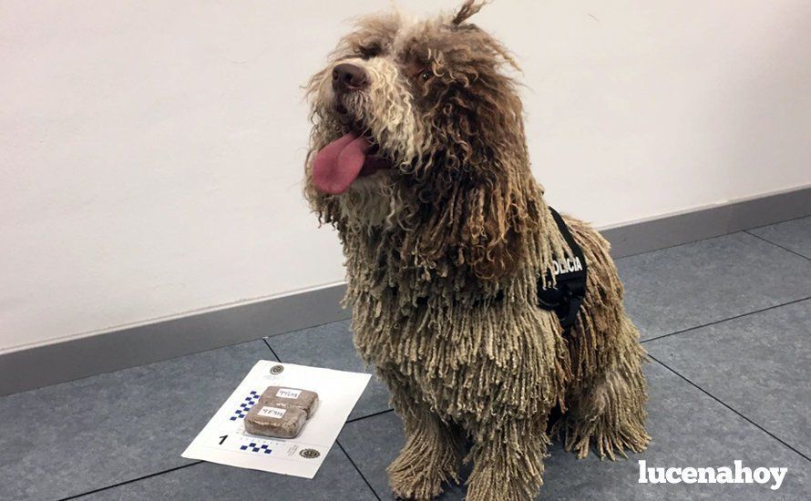  Perro de la Unidad Canina de la Policía Local. 