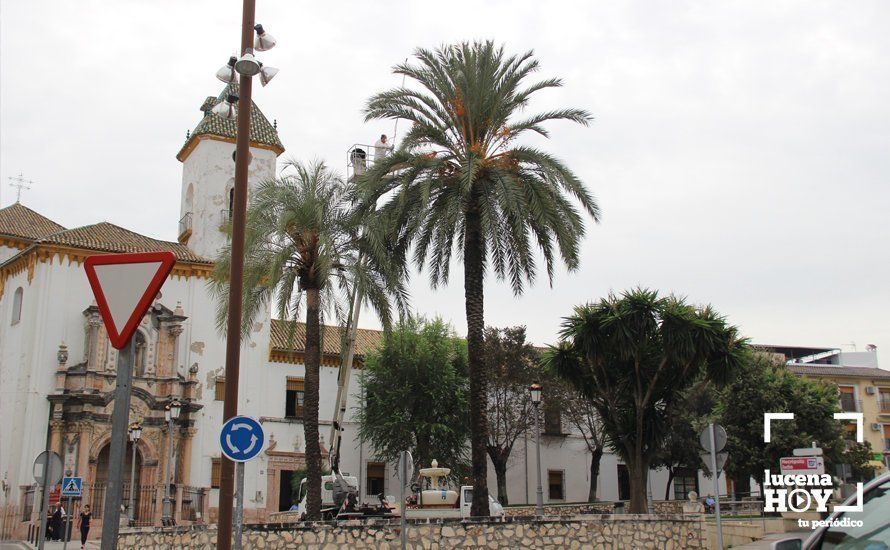  Técnicos fitosanitarios tratando las palmeras del llanete de San Juan de Dios 