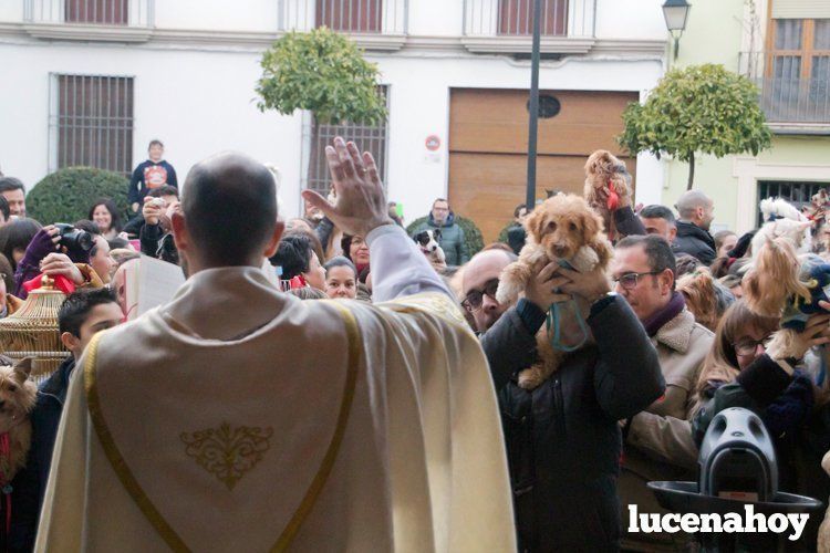  Una imagen de la bendición de animales el pasado año 