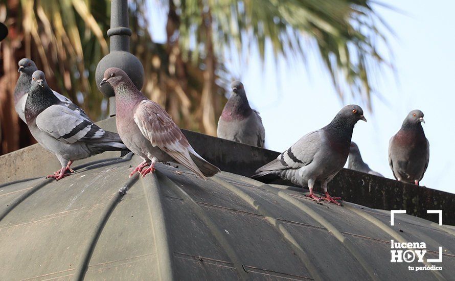  Palomas sobre la cubierta del kiosko "La Rosaleda", esta mañana 