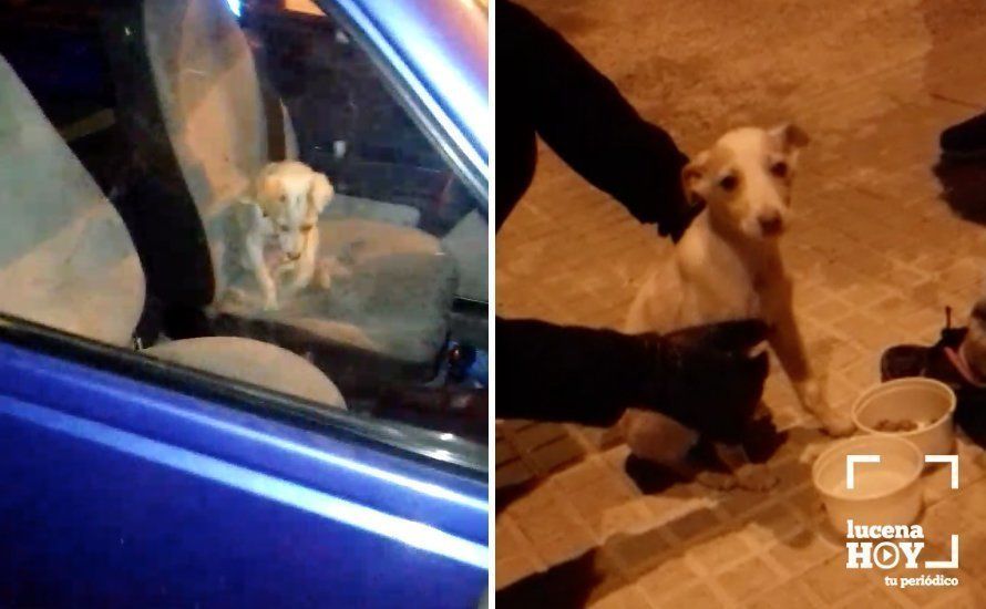  El perro en el interior del coche y tras el rescate por la policía local. Fotos cedidas a LucenaHoy por "Animales en apuros Lucena" 