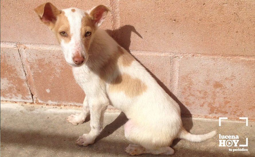  El cachorro, esta mañana en el Centro de Acogida Canina de Lucena 