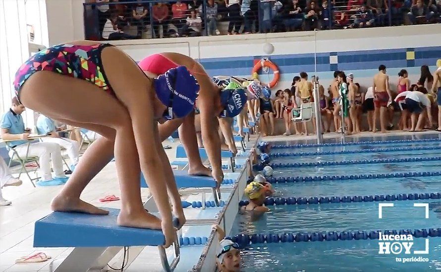  La Copa Andalucía de Natación vuelve a las piscinas de Lucena 