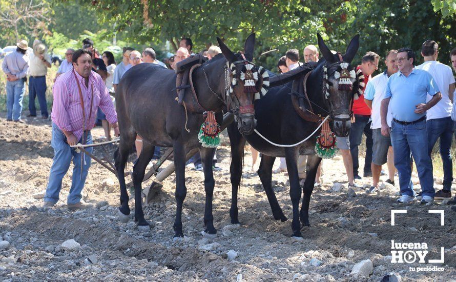 Una de las yuntas que ha realizado tareas tradicionales de labranza durante la Feria de Ganados Una de las yuntas que ha realizado tareas tradicionales de labranza durante la Feria de Ganados