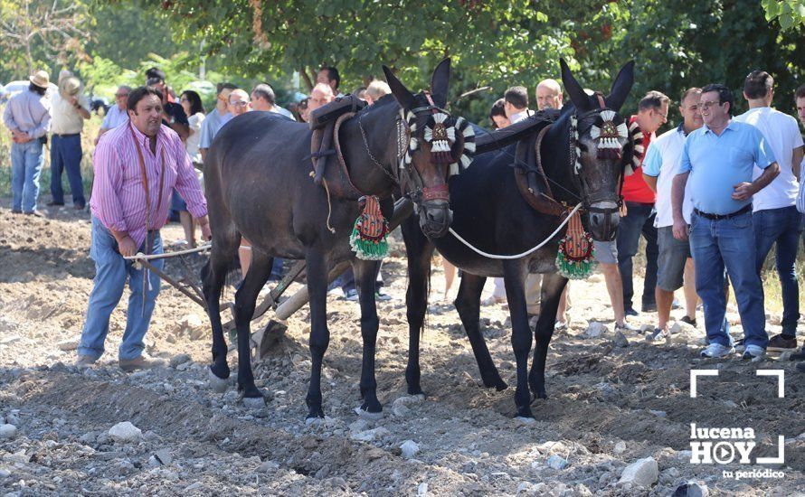  Una de las yuntas que ha realizado tareas tradicionales de labranza durante la Feria de Ganados 