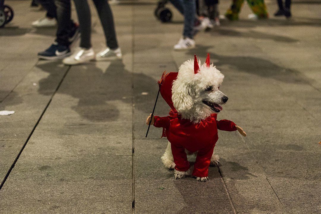 GALERÍA: Halloween, una noche de miedo en el centro de Lucena gracias al Centro Comercial Abierto