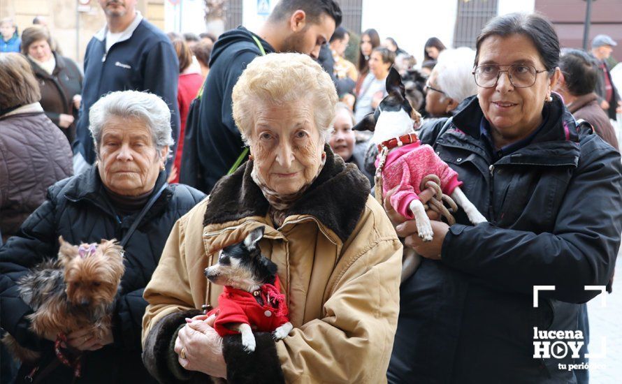 GALERÍA: Las mascotas reciben el agua bendita de San Antón en el llanete de Santiago