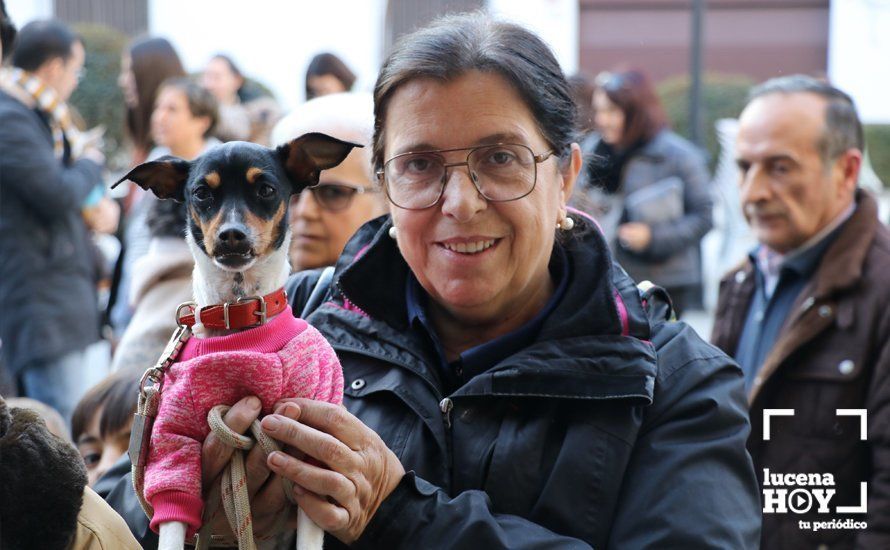 GALERÍA: Las mascotas reciben el agua bendita de San Antón en el llanete de Santiago