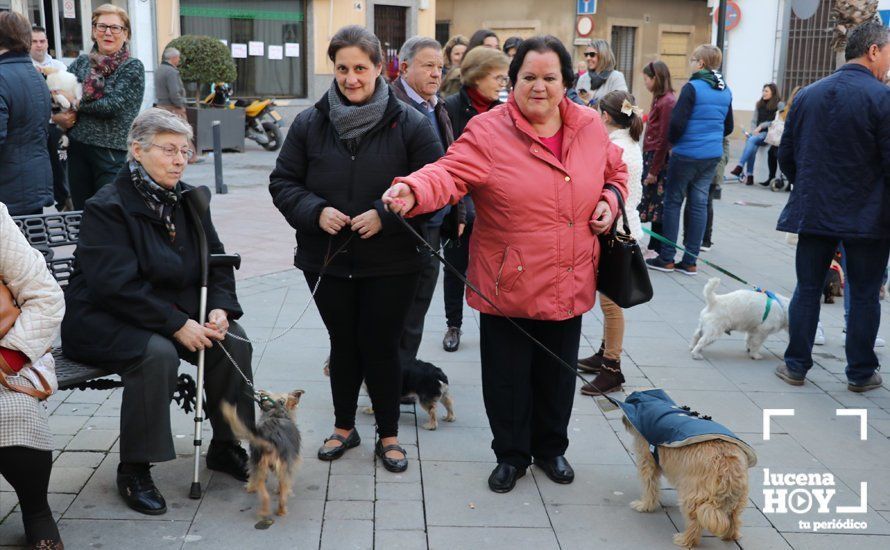 GALERÍA: Las mascotas reciben el agua bendita de San Antón en el llanete de Santiago