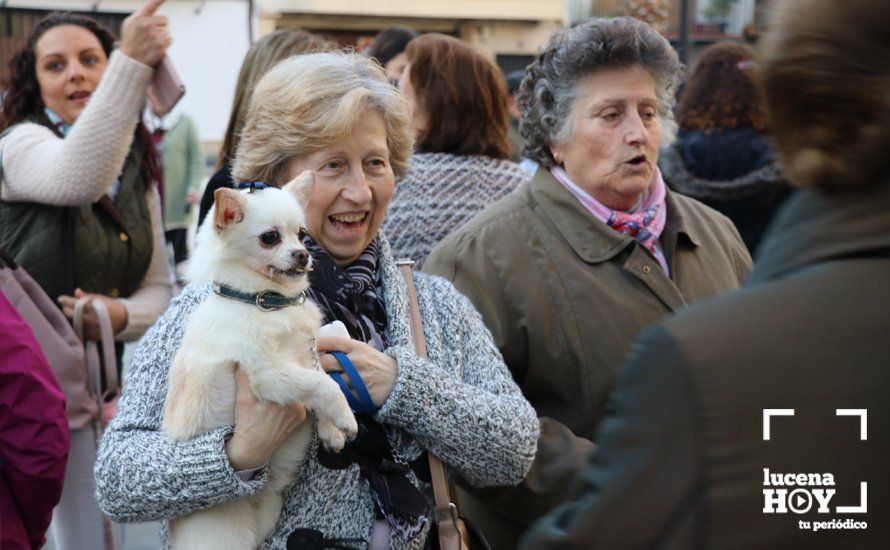 GALERÍA: Las mascotas reciben el agua bendita de San Antón en el llanete de Santiago GALERÍA: Las mascotas reciben el agua bendita de San Antón en el llanete de Santiago