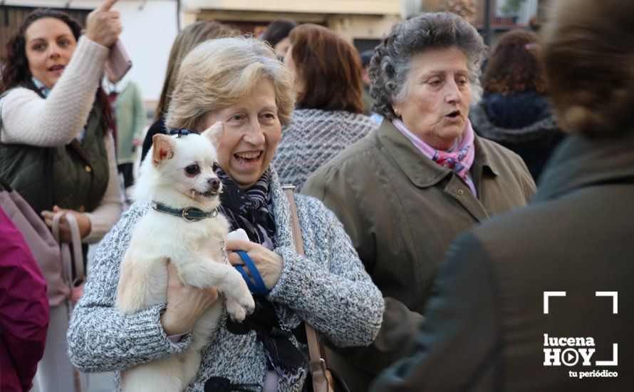 GALERÍA: Las mascotas reciben el agua bendita de San Antón en el llanete de Santiago