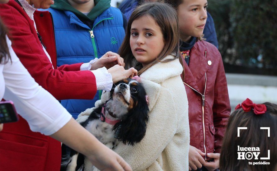 GALERÍA: Las mascotas reciben el agua bendita de San Antón en el llanete de Santiago