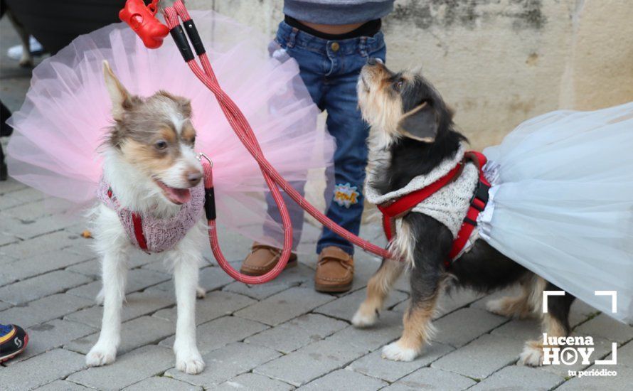 GALERÍA: Las mascotas reciben el agua bendita de San Antón en el llanete de Santiago GALERÍA: Las mascotas reciben el agua bendita de San Antón en el llanete de Santiago
