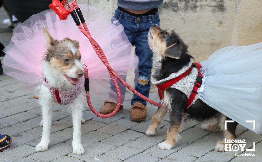 GALERÍA: Las mascotas reciben el agua bendita de San Antón en el llanete de Santiago