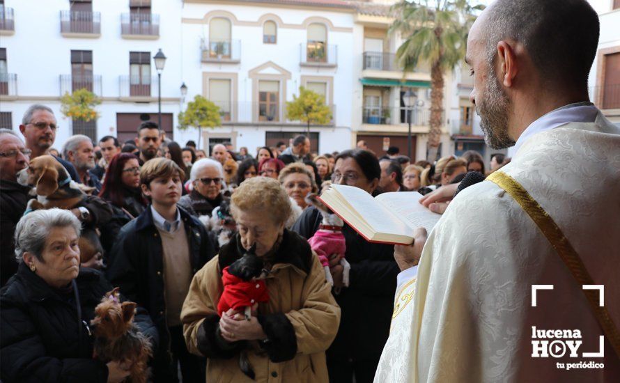 GALERÍA: Las mascotas reciben el agua bendita de San Antón en el llanete de Santiago GALERÍA: Las mascotas reciben el agua bendita de San Antón en el llanete de Santiago