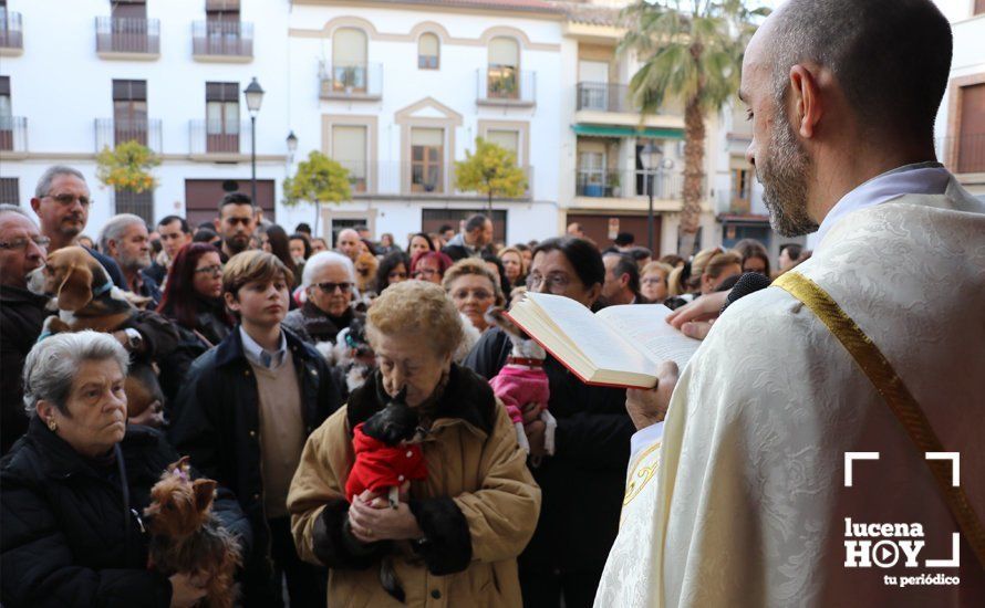 GALERÍA: Las mascotas reciben el agua bendita de San Antón en el llanete de Santiago