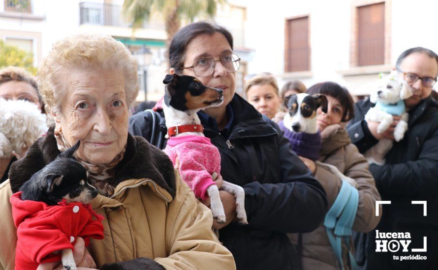 GALERÍA: Las mascotas reciben el agua bendita de San Antón en el llanete de Santiago