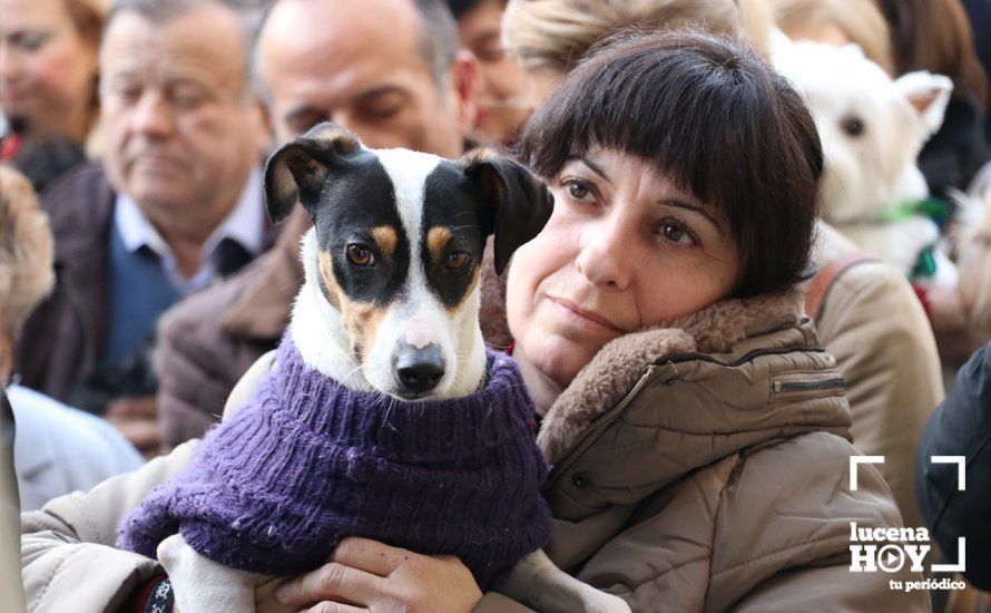 GALERÍA: Las mascotas reciben el agua bendita de San Antón en el llanete de Santiago