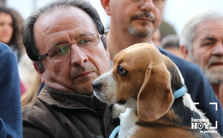 GALERÍA: Las mascotas reciben el agua bendita de San Antón en el llanete de Santiago