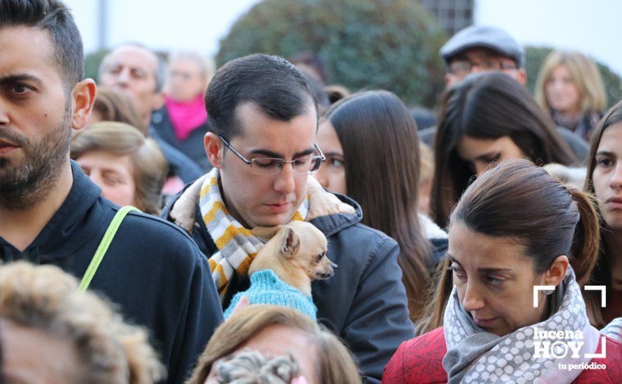 GALERÍA: Las mascotas reciben el agua bendita de San Antón en el llanete de Santiago