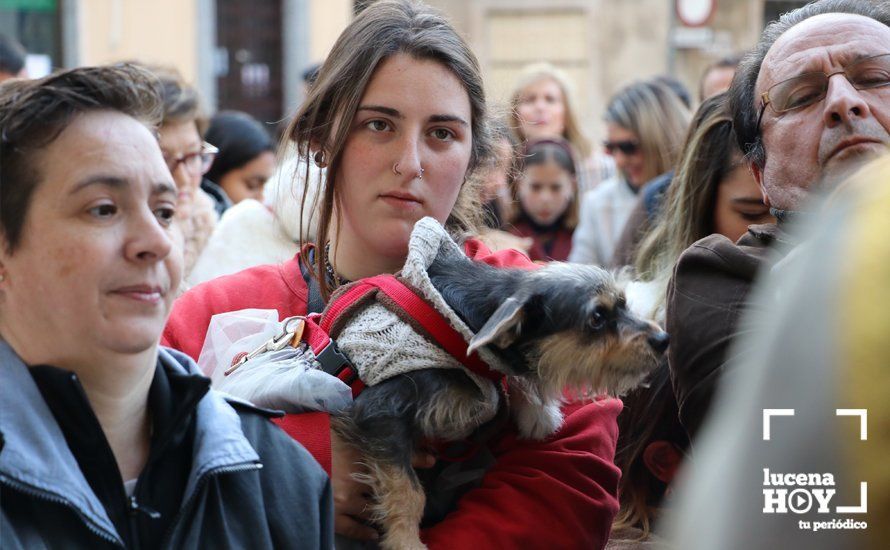 GALERÍA: Las mascotas reciben el agua bendita de San Antón en el llanete de Santiago