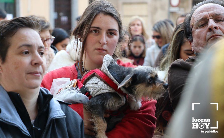 GALERÍA: Las mascotas reciben el agua bendita de San Antón en el llanete de Santiago GALERÍA: Las mascotas reciben el agua bendita de San Antón en el llanete de Santiago